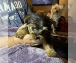 Small Photo #1 Yorkshire Terrier Puppy For Sale in WOODBRIDGE, VA, USA