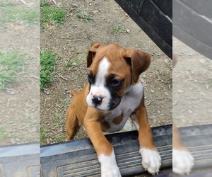 Boxer Puppy for sale in BROOKFIELD, MA, USA