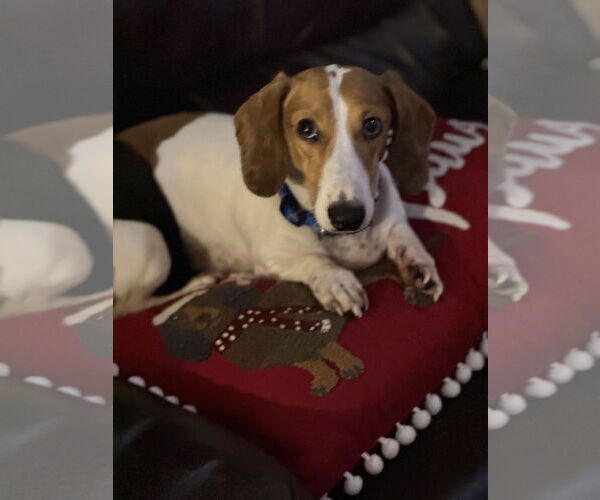 Medium Photo #1 Dachshund Puppy For Sale in Sioux Falls, SD, USA