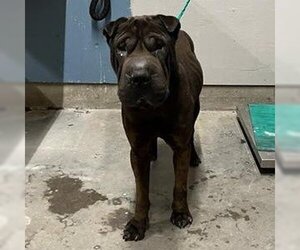 Chinese Shar-Pei Dogs for adoption in Camarillo, CA, USA