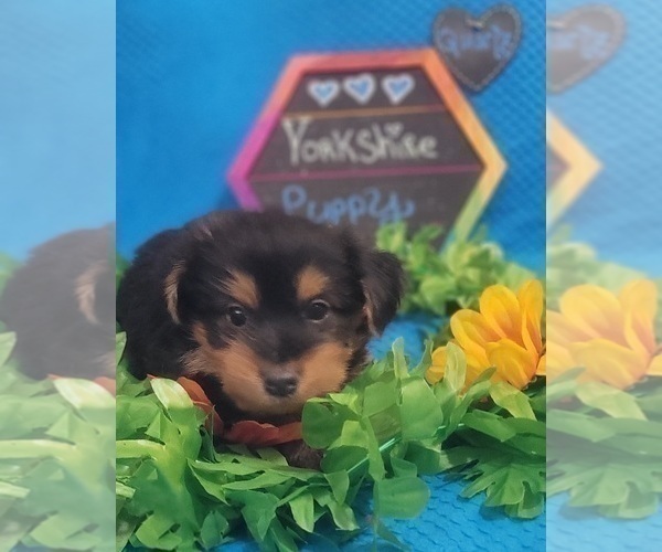 Medium Photo #187 Yorkshire Terrier Puppy For Sale in AKRON, OH, USA