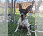 Small #1 Mutt