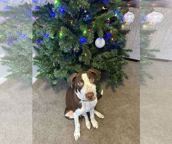 Medium Photo #8 American Pit Bull Terrier-Unknown Mix Puppy For Sale in Minneapolis, MN, USA