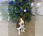 Small #7 American Pit Bull Terrier Mix