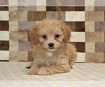Small #1 Bernedoodle (Miniature)-Cavapoo (Miniature) Mix