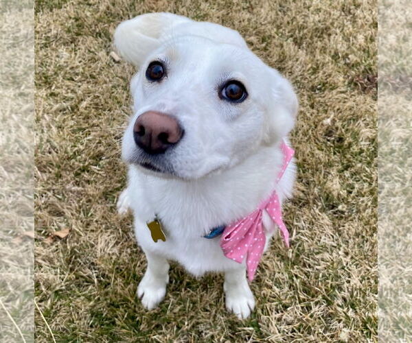 Medium Photo #3 Mutt Puppy For Sale in Sandy, UT, USA