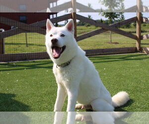 - Mix Dogs for adoption in Chestertown, MD, USA