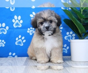 Zuchon Puppy for sale in MARIETTA, GA, USA