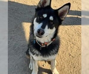 Alaskan Malamute-German Shepherd Dog Mix Dogs for adoption in Pacific grove , CA, USA