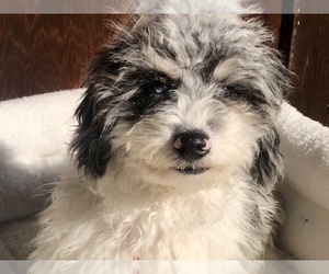 Aussiedoodle Miniature  Puppy for sale in OXFORD, CT, USA