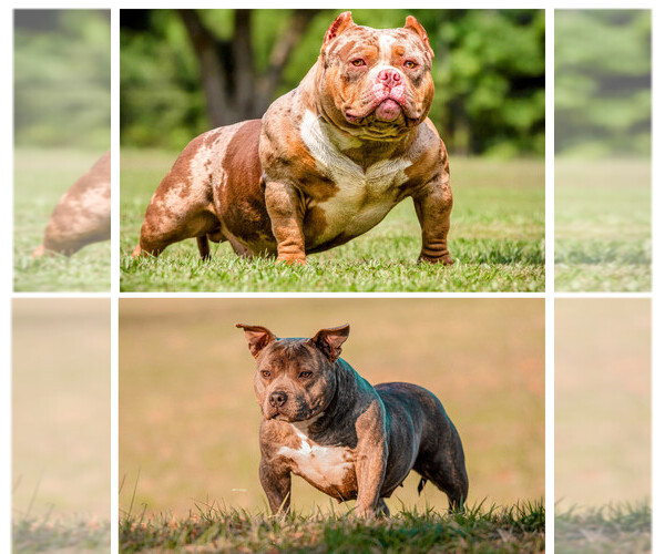 Medium Photo #4 American Bully Puppy For Sale in LAWRENCEVILLE, GA, USA