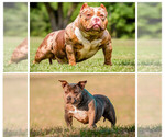 Small #3 American Bully