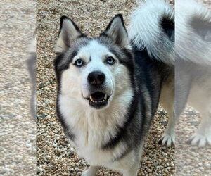 Princess - Female Siberian Husky Dog for Adoption - Photo #3