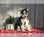 Puppy Gordon Siberian Husky