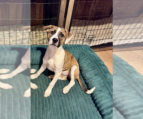 Medium Photo #10 Boxer-Unknown Mix Puppy For Sale in Mooresville, NC, USA