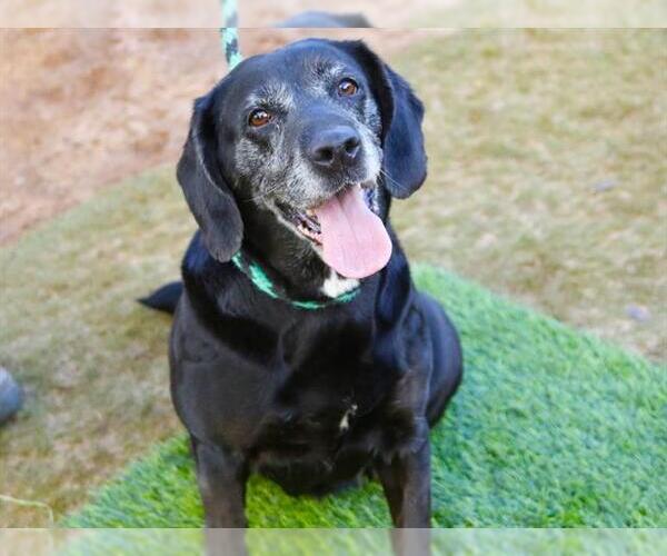 Medium Photo #2 Bassetdor Puppy For Sale in Tallahassee, FL, USA
