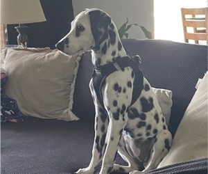 Dalmatian Puppy for sale in HENDERSON, NV, USA