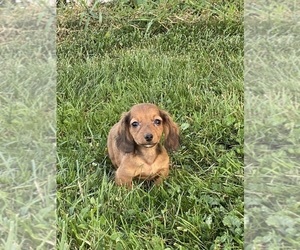 Dachshund Puppy for sale in CANOGA, NY, USA