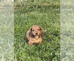 Small Dachshund