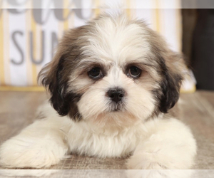 Zuchon Puppy for sale in MOUNT VERNON, OH, USA