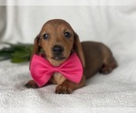 Small Photo #9 Dachshund Puppy For Sale in CEDAR LANE, PA, USA