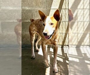 Australian Cattle Dog Dogs for adoption in Oakdale, CA, USA
