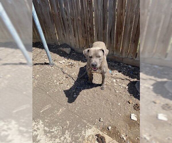 Medium Photo #1 American Staffordshire Terrier Puppy For Sale in San Antonio, TX, USA