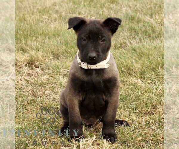 Medium Photo #1 Belgian Malinois Puppy For Sale in STRASBURG, PA, USA