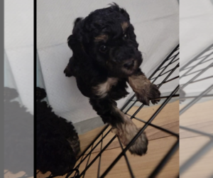 Poodle (Miniature) Puppy for sale in BOWLING GREEN, KY, USA