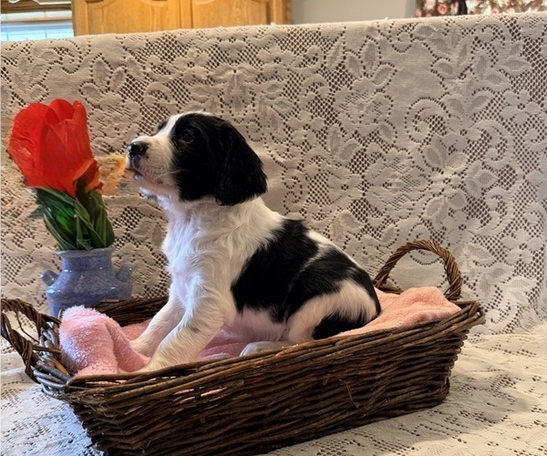 Medium Photo #2 English Springer Spaniel Puppy For Sale in OWEN, WI, USA