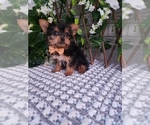 Small #5 Yorkshire Terrier