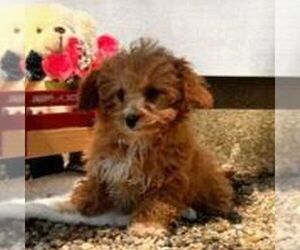 Cavapoo Puppy for sale in ARTHUR, IL, USA