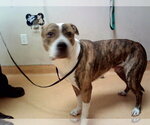 Small Mutt