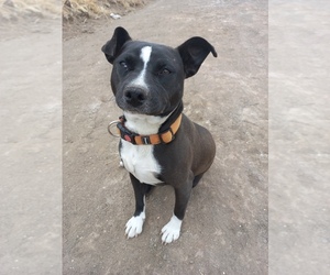 American Pit Bull Terrier-Mutt Mix Puppy for sale in Rosarito, Baja California, Mexico