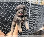 Small Photo #3 German Shepherd Dog Puppy For Sale in MIAMI BEACH, FL, USA