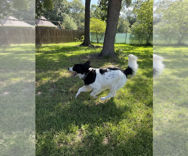 Medium Photo #7 Borador Puppy For Sale in Brewster, NY, USA