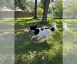 Small Photo #7 Borador Puppy For Sale in Brewster, NY, USA