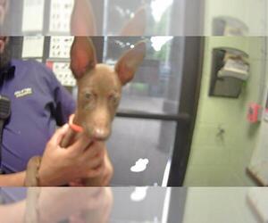 Miniature Pinscher-Unknown Mix Dogs for adoption in Tulsa, OK, USA