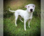 Small #3 Bull Terrier Mix