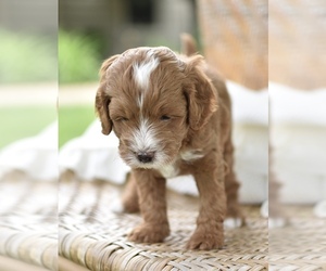 Goldendoodle mix (+ Poodle Toy) Puppy for sale in BUNKER HILL, OH, USA