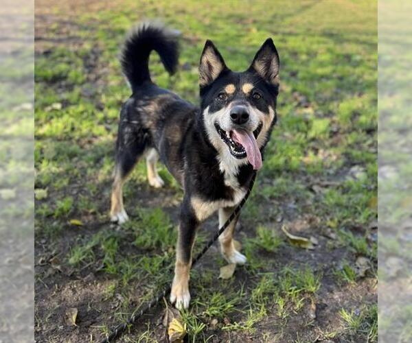 Medium Photo #2 Siberian Husky-Unknown Mix Puppy For Sale in Modesto, CA, USA