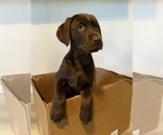 Small Photo #2 Labrador Retriever Puppy For Sale in PUYALLUP, WA, USA