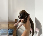 Small #11 Boxer
