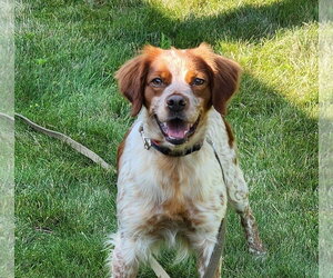 - Mix Dogs for adoption in Curwensville, PA, USA