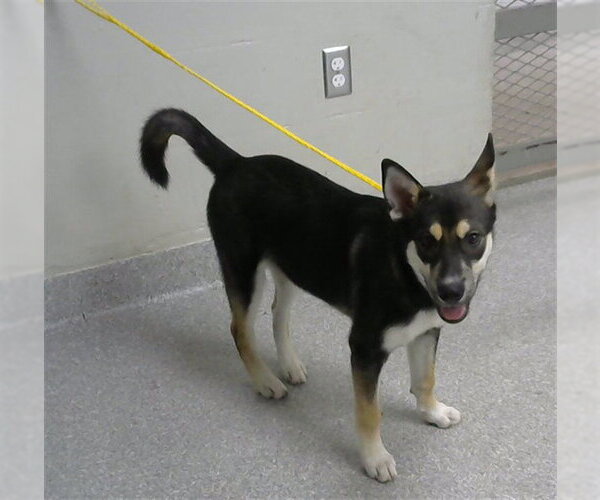 Medium Photo #1 Shiba Inu-Unknown Mix Puppy For Sale in Pasadena, TX, USA