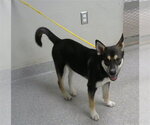 Small Shiba Inu Mix