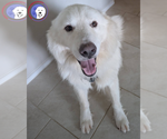 Small #4 Great Pyrenees