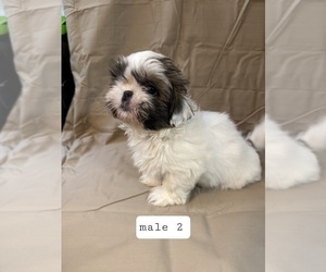 Shih Tzu Puppy for sale in CRITTENDEN, KY, USA