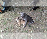Small #39 American Pit Bull Terrier Mix