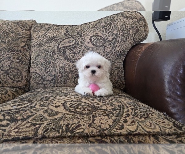 Medium Photo #3 Maltese Puppy For Sale in SANTA CLARITA, CA, USA